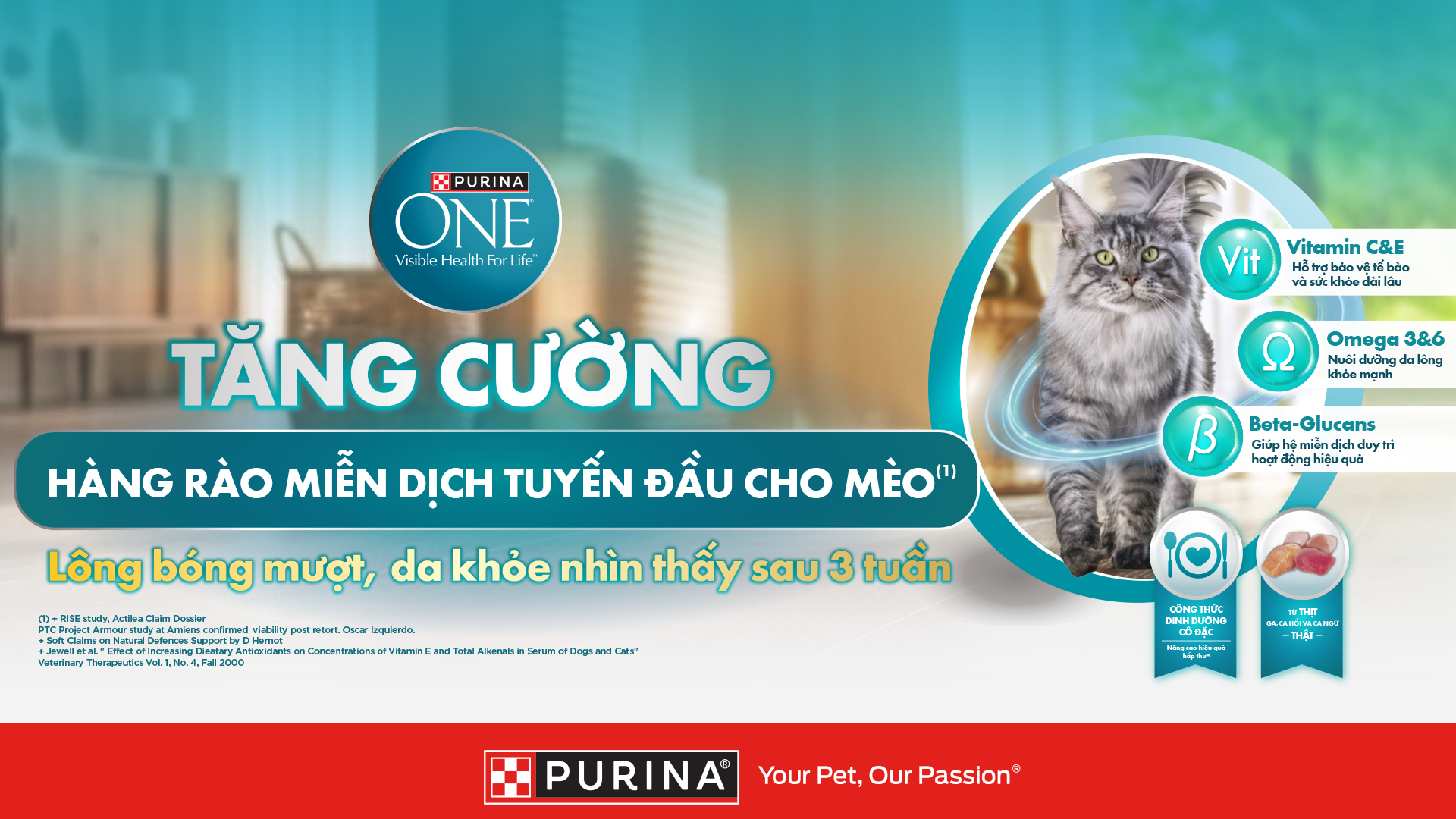 Dấu hiệu mèo được chăm sóc tốt: Khám phá chăm sóc thú cưng hoàn hảo - Ảnh 3.