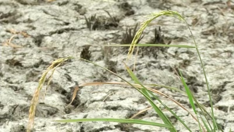 Siêu El Nino có thể làm đảo lộn đời sống Đông Nam Á - Ảnh 1.