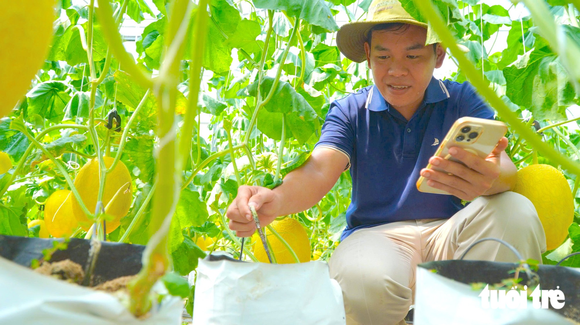 Thanh niên 9X trồng dưa lưới công nghệ cao ở Đồng Tháp được công ty bao tiêu toàn bộ sản phẩm   - Ảnh 1.