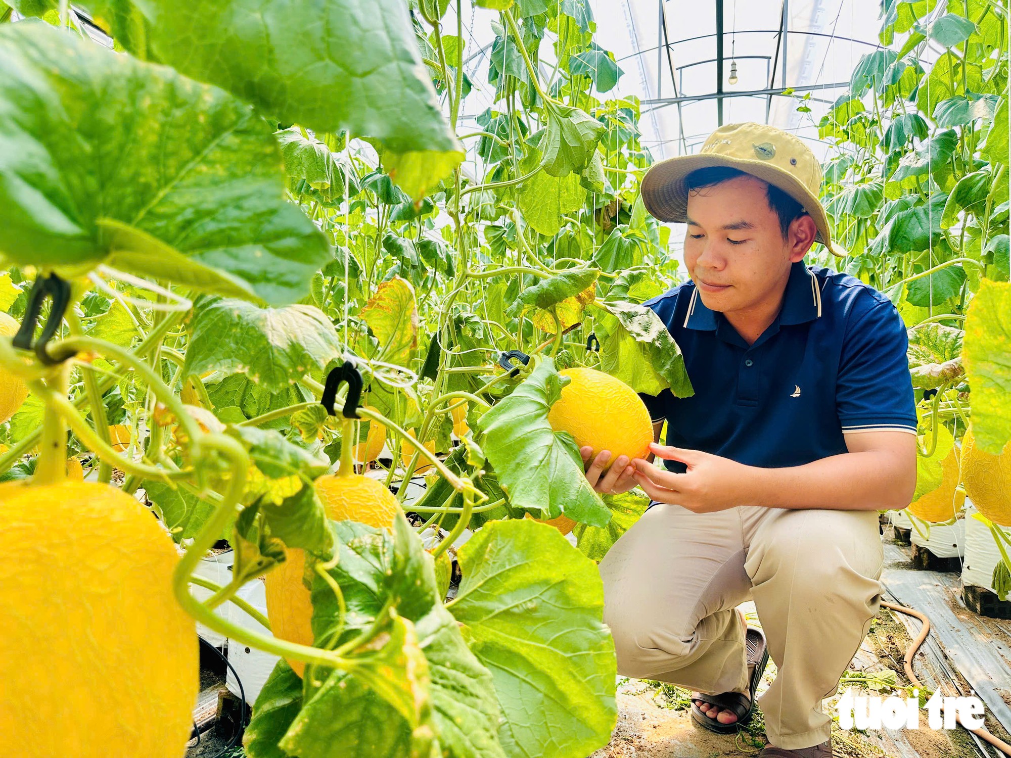 Thanh niên 9X trồng dưa lưới công nghệ cao ở Đồng Tháp được công ty bao tiêu toàn bộ sản phẩm   - Ảnh 3.