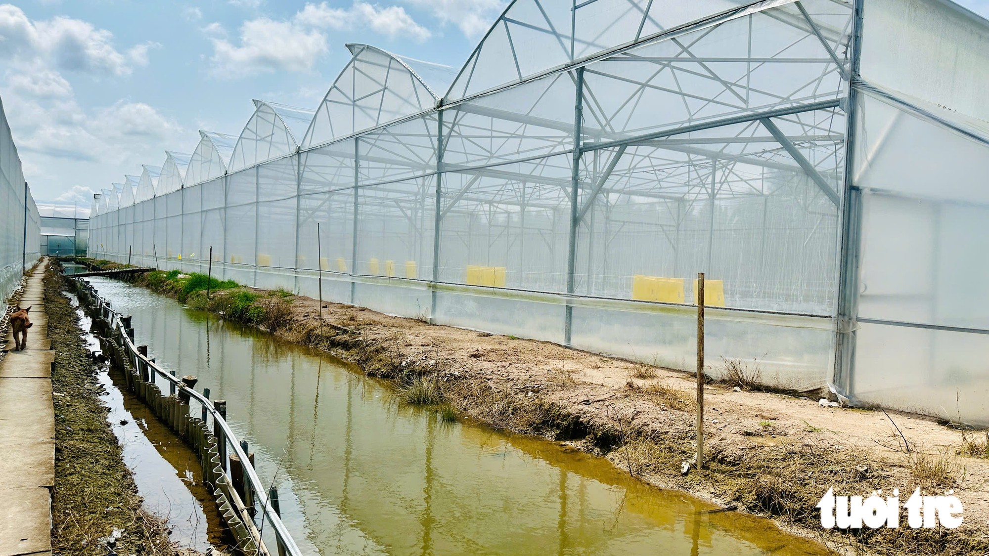 Thanh niên 9X trồng dưa lưới công nghệ cao ở Đồng Tháp được công ty bao tiêu toàn bộ sản phẩm   - Ảnh 5.