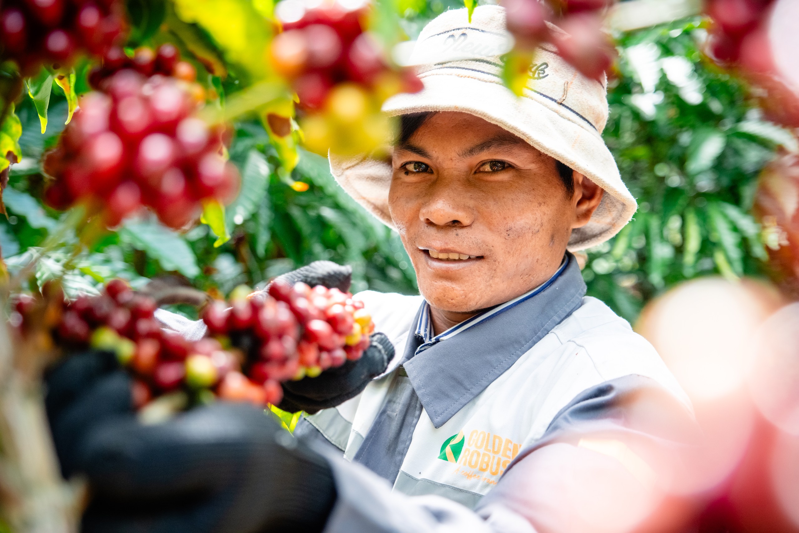 Dữ liệu vùng trồng cà phê: Để Robusta Việt chứng minh chất lượng, tính hợp pháp, giá trị bền vững trên trường quốc tế - Ảnh 1.