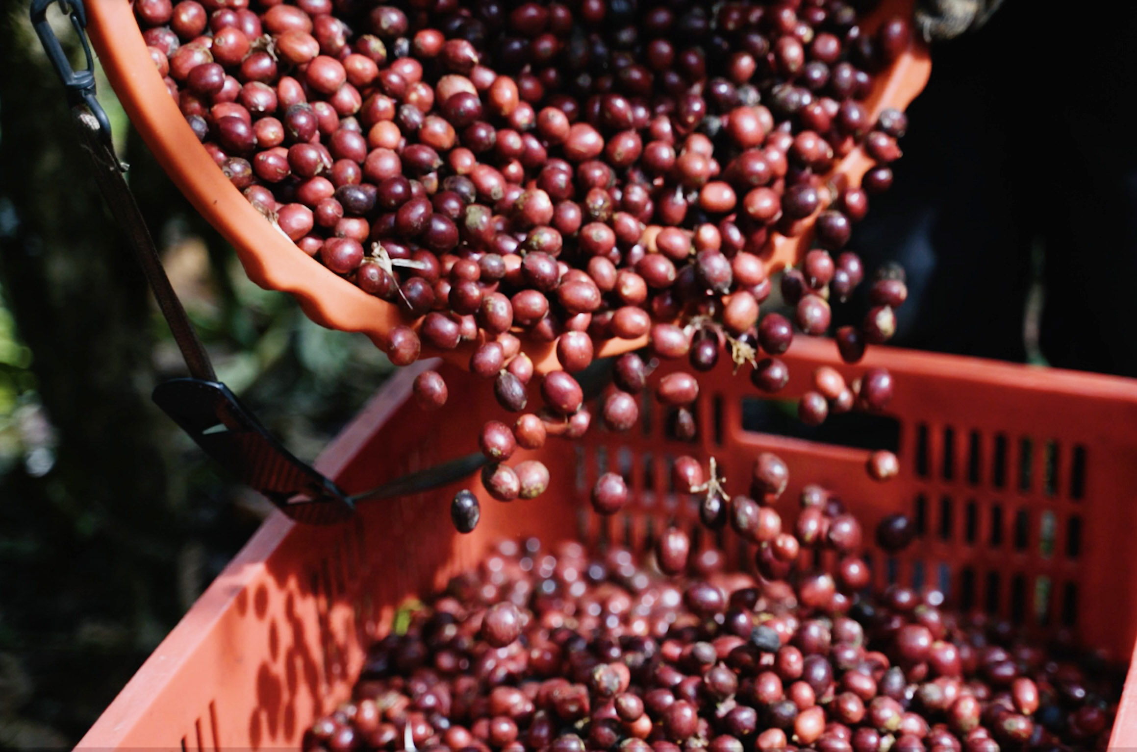 Dữ liệu vùng trồng cà phê: Để Robusta Việt chứng minh chất lượng, tính hợp pháp, giá trị bền vững trên trường quốc tế - Ảnh 3.