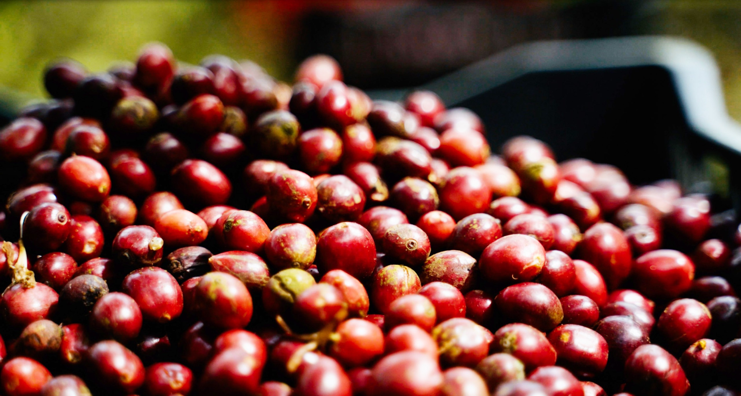 Dữ liệu vùng trồng cà phê: Để Robusta Việt chứng minh chất lượng, tính hợp pháp, giá trị bền vững trên trường quốc tế - Ảnh 14.