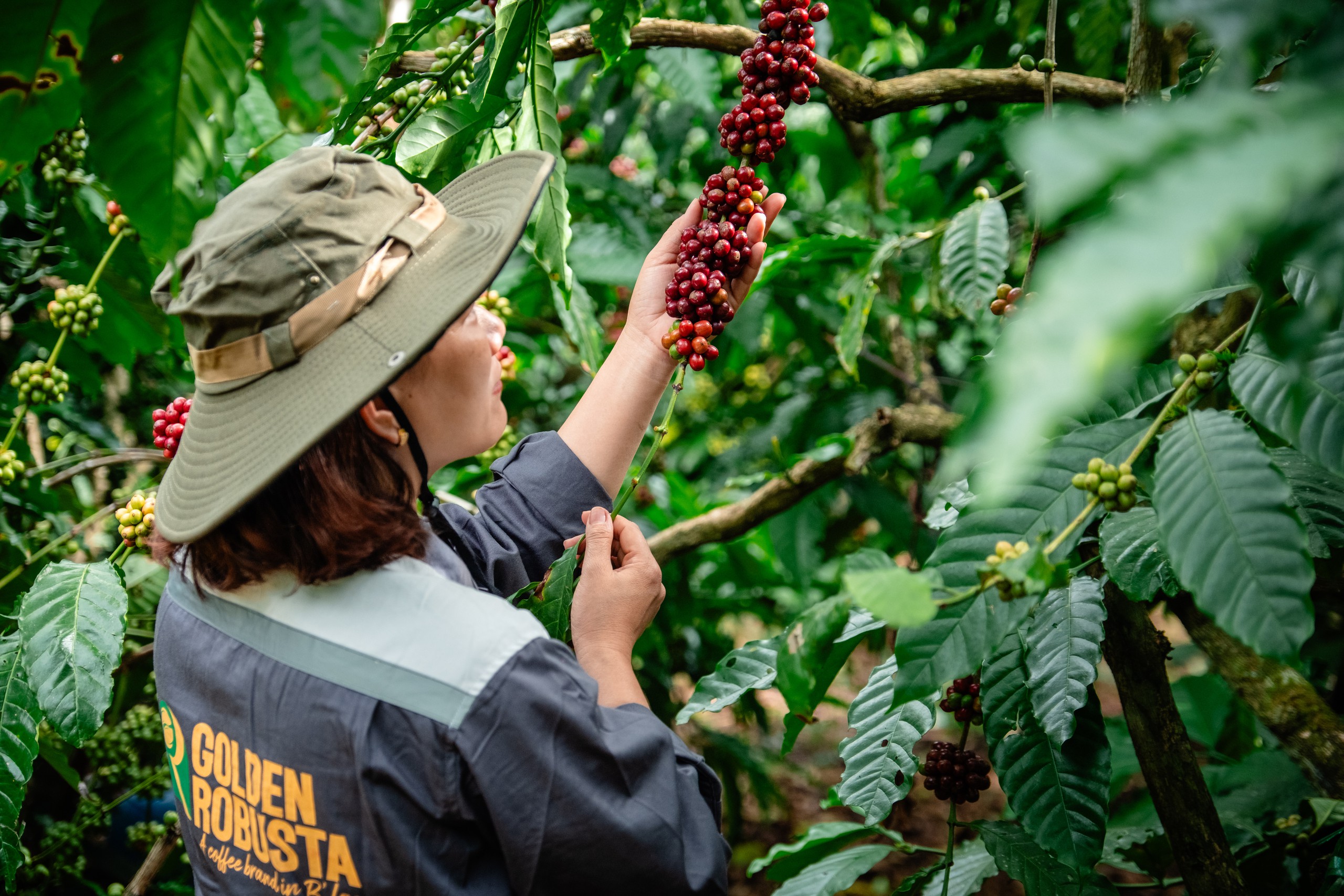 Dữ liệu vùng trồng cà phê: Để Robusta Việt chứng minh chất lượng, tính hợp pháp, giá trị bền vững trên trường quốc tế - Ảnh 5.