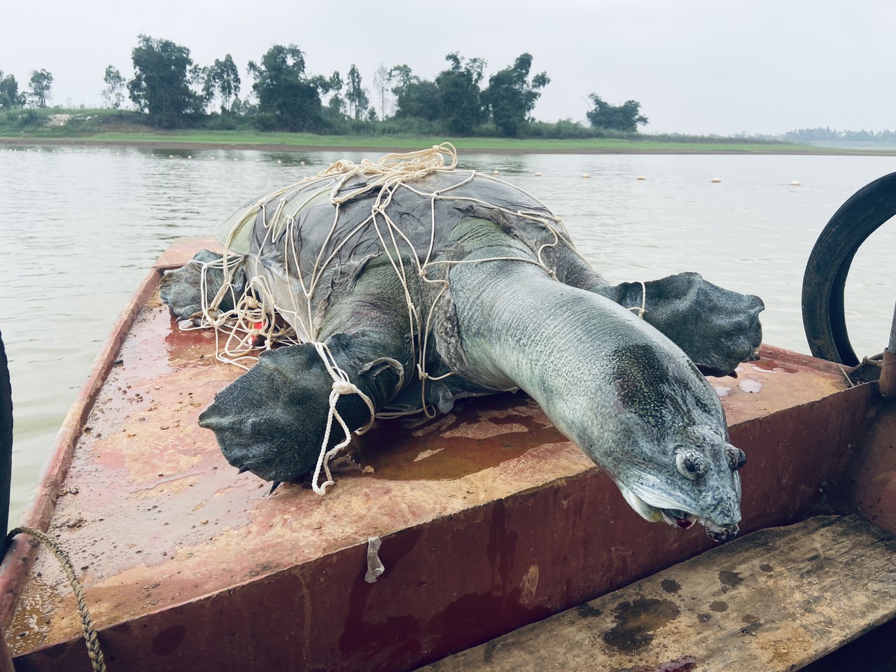 Hồ Đồng Mô còn rùa Hoàn Kiếm? - Ảnh 1.