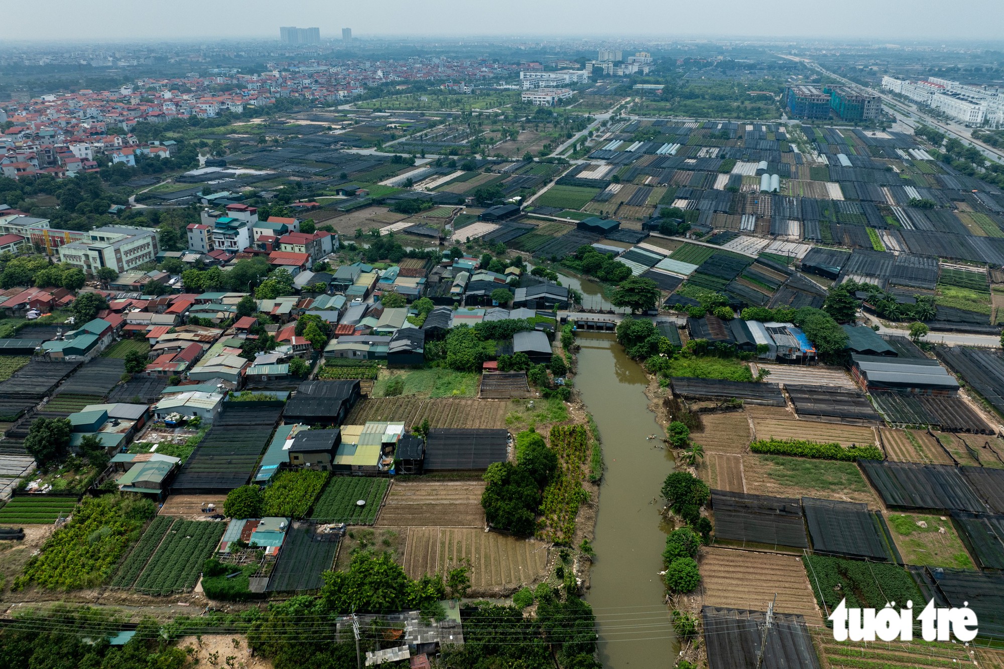 Ngập úng Tây Tựu khiến hoa chết , người dân lo lắng trước Tết 2026 - Ảnh 1.