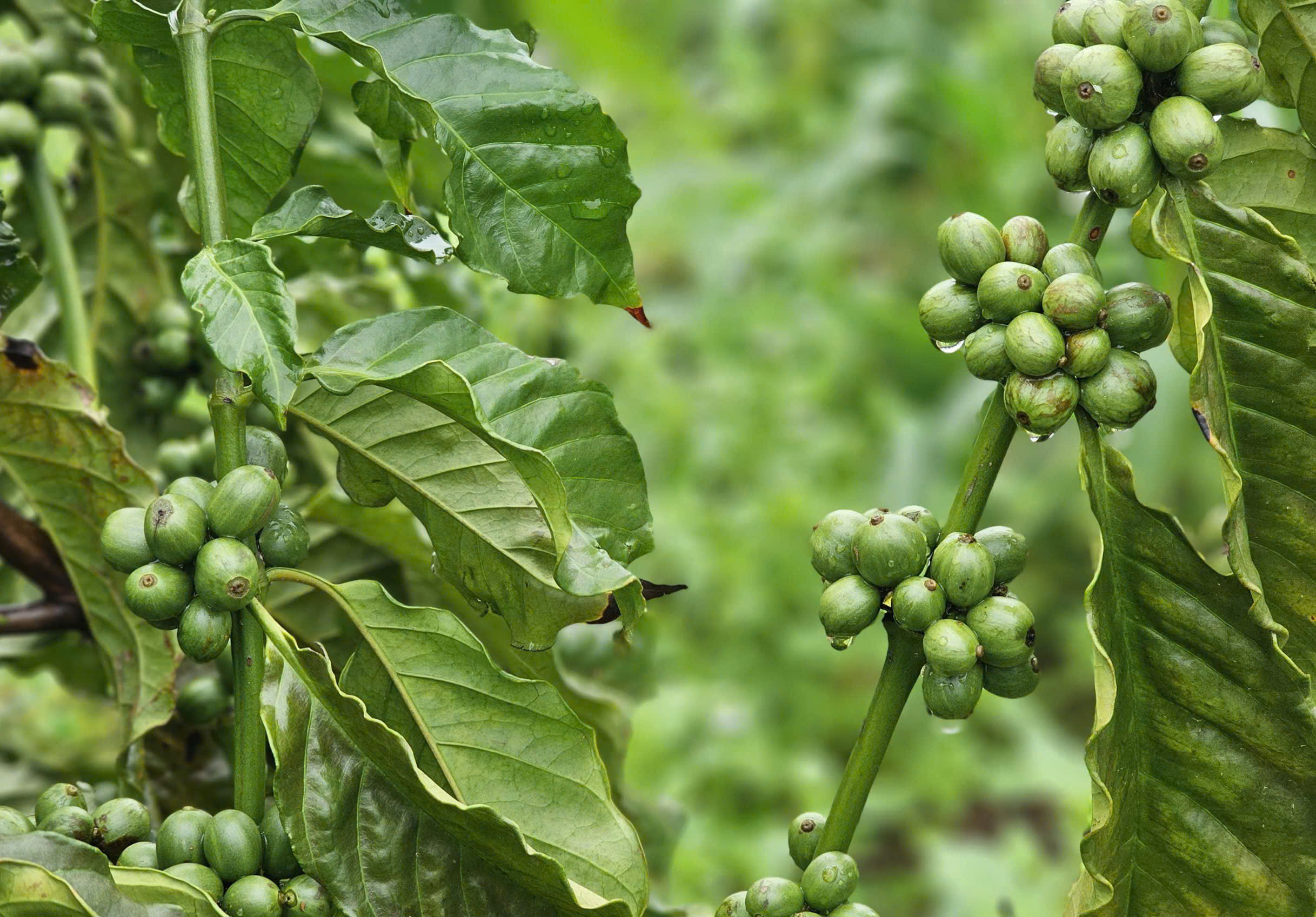 Giá cà phê rời mốc 95.000 đồng/kg, vụ mới có thể còn gây sức ép” - Ảnh 1.