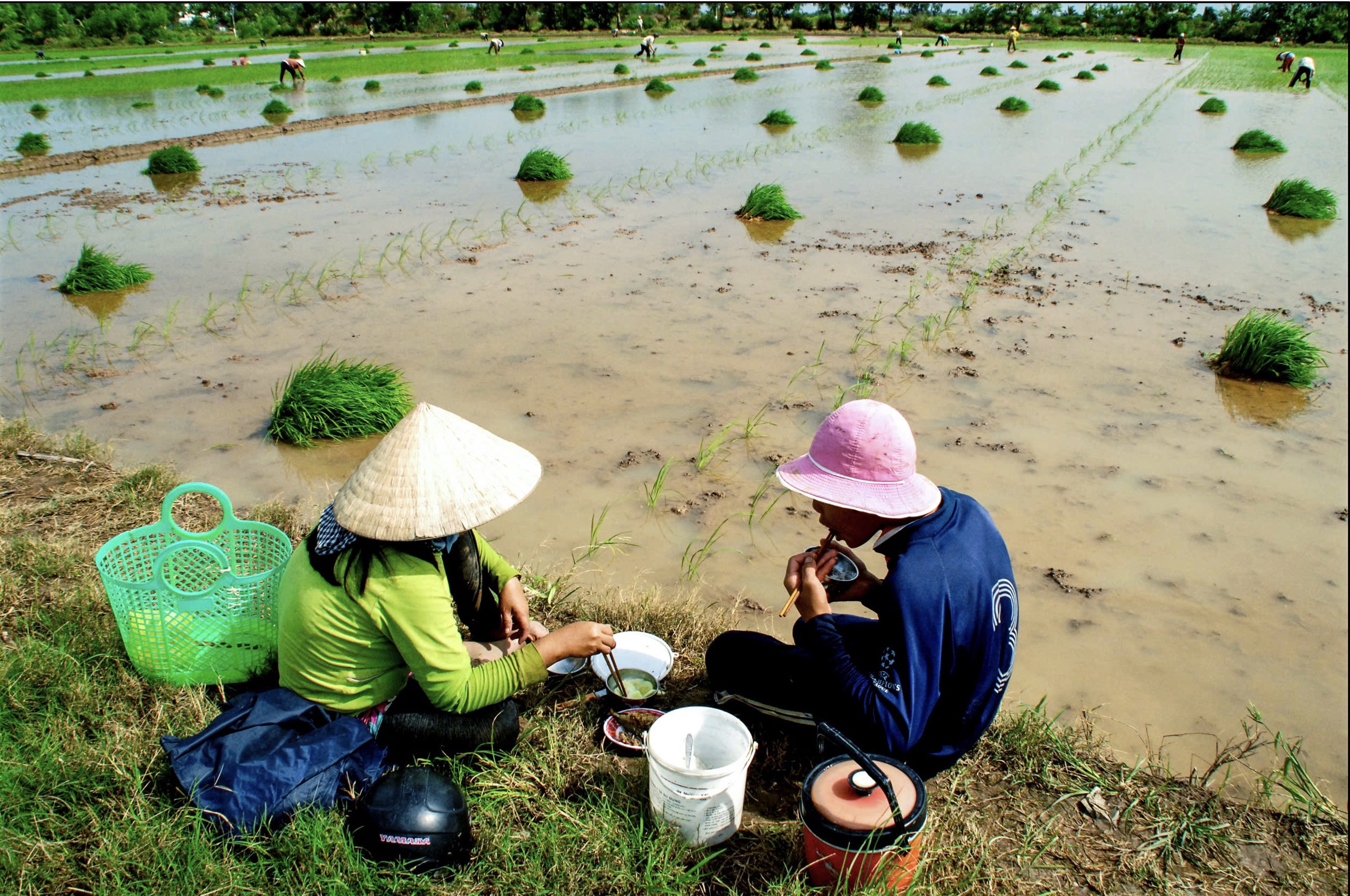 Bữa ăn nông dân miền Tây và Nét văn hóa độc đáo của cơm cấy - Ảnh 1.