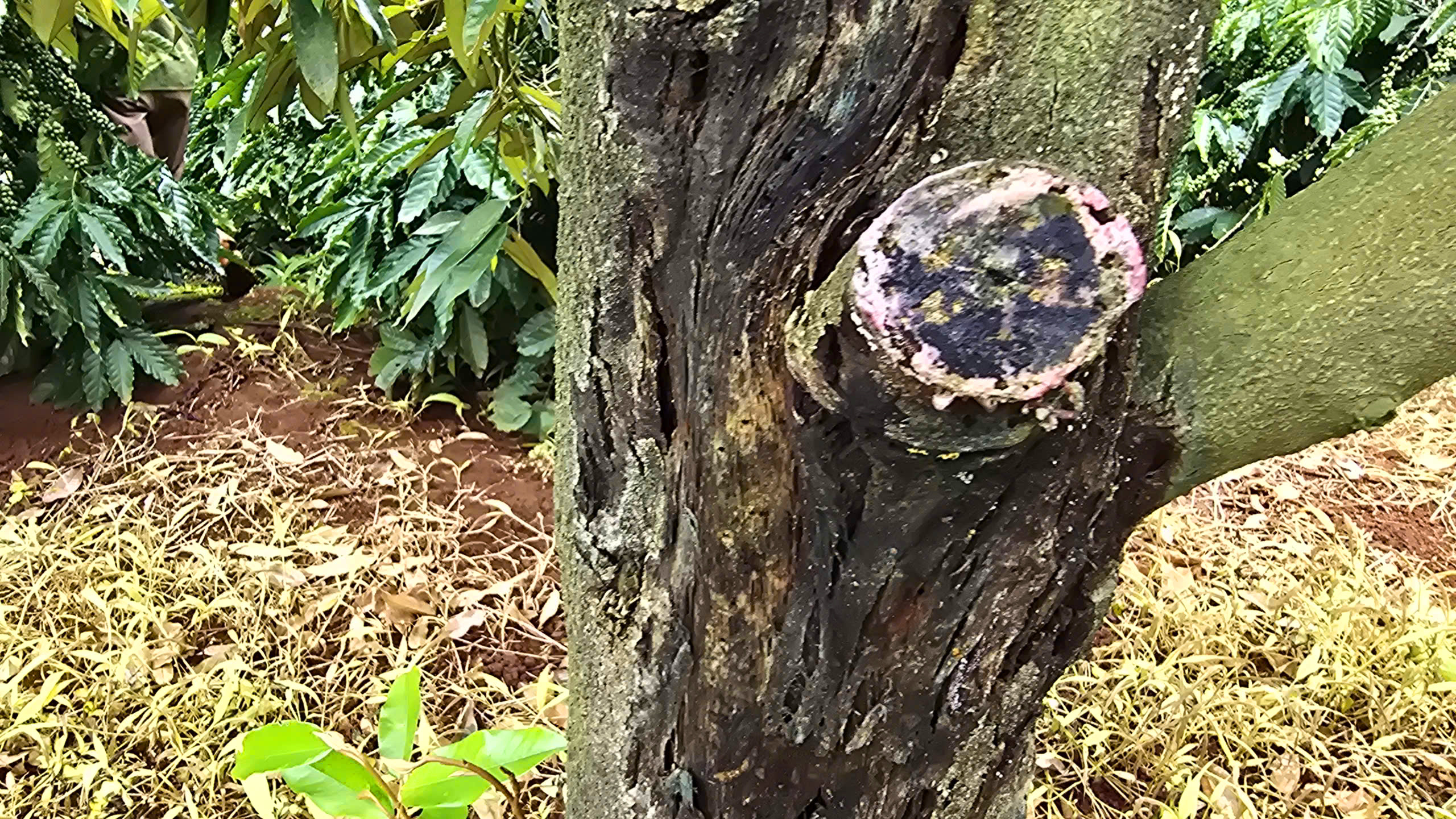 Mưa dầm kéo dài, sầu riêng ở Gia Lai rụng lá chết rũ, nông dân lo mất trắng - Ảnh 2.