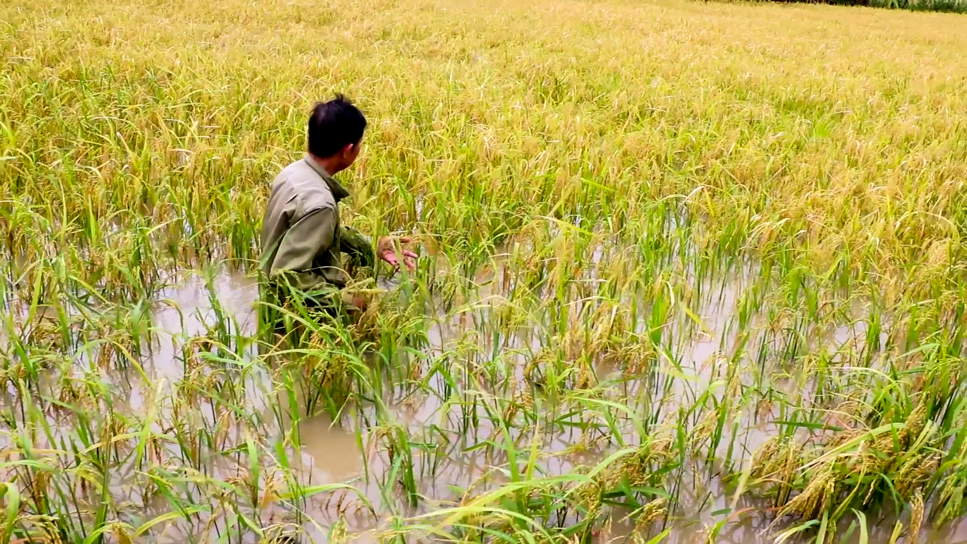 Hơn 4.200 hecta lúa ở Cà Mau bị ngập do mưa lớn kéo dài - Ảnh 1.