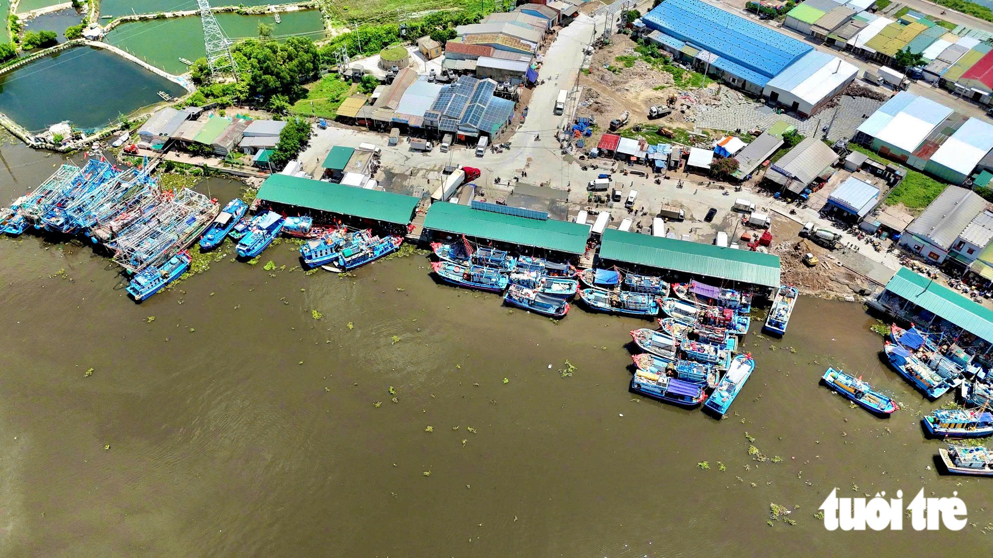 Trúng mùa cá cơm, ngư dân Quảng Ngãi thu tiền triệu mỗi đêm - Ảnh 1.