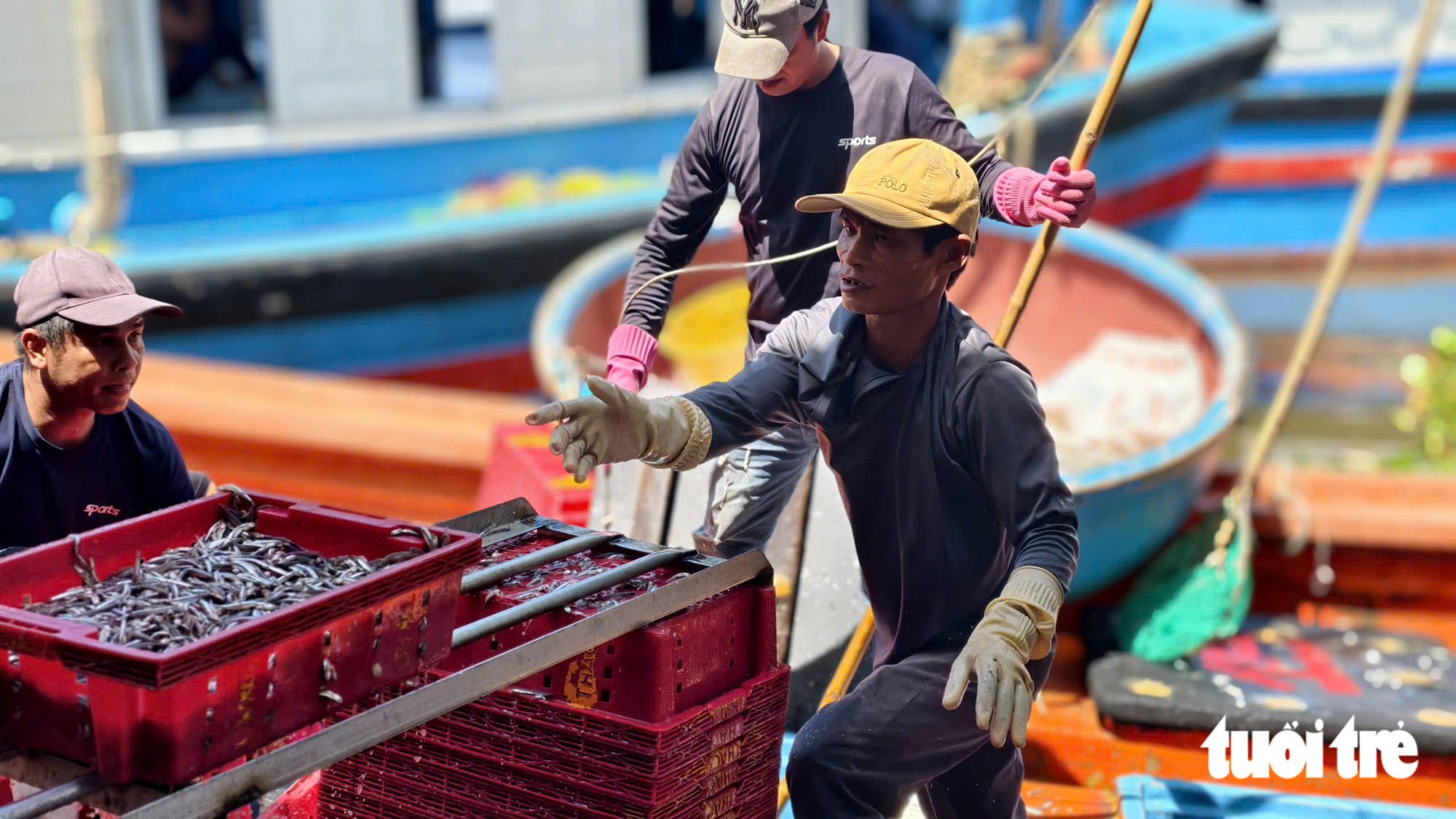 Trúng mùa cá cơm, ngư dân Quảng Ngãi thu tiền triệu mỗi đêm - Ảnh 3.