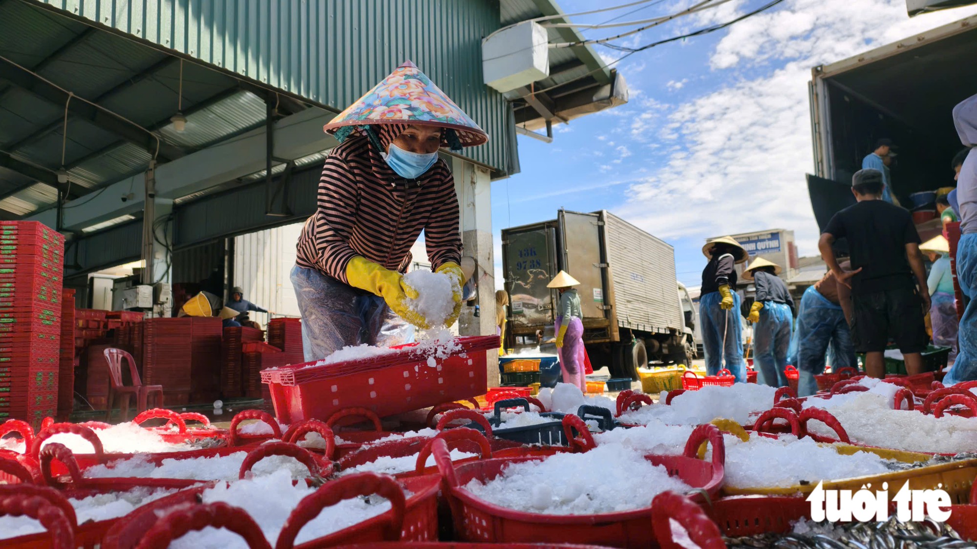 Trúng mùa cá cơm, ngư dân Quảng Ngãi thu tiền triệu mỗi đêm - Ảnh 8.