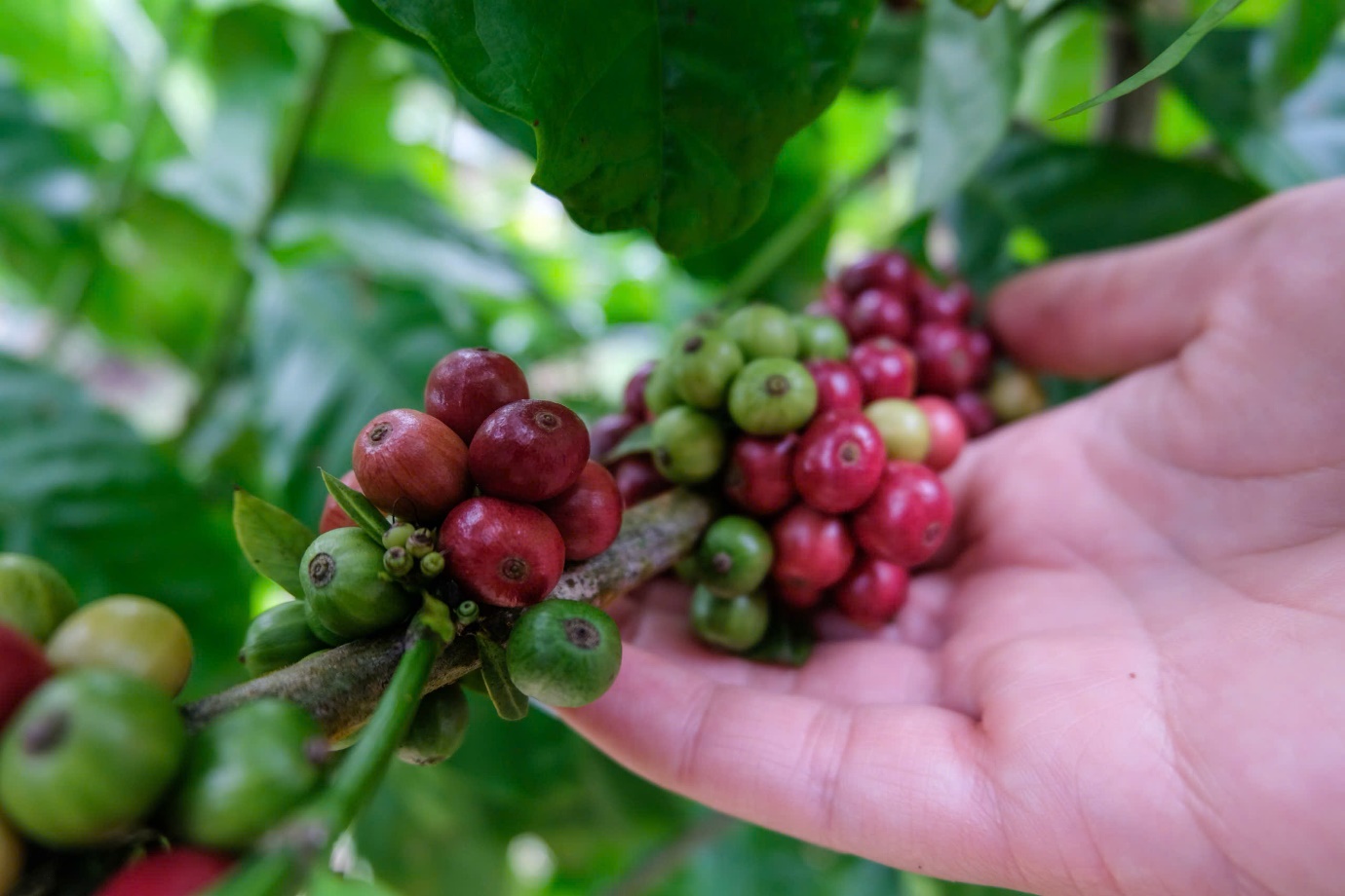Khám phá “chuẩn hoa hậu” của Robusta - Ảnh 2.