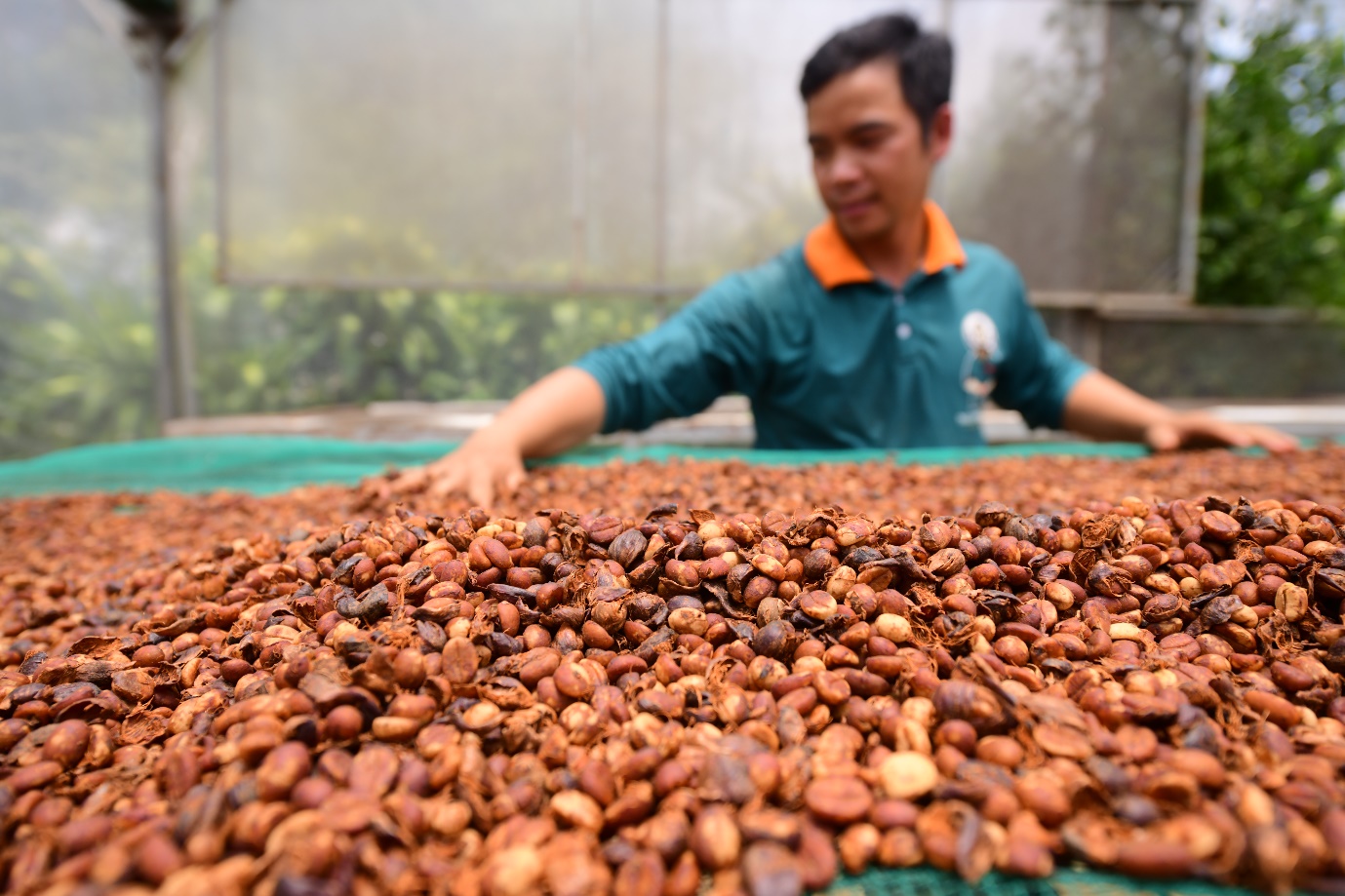 Khám phá “chuẩn hoa hậu” của Robusta - Ảnh 3.
