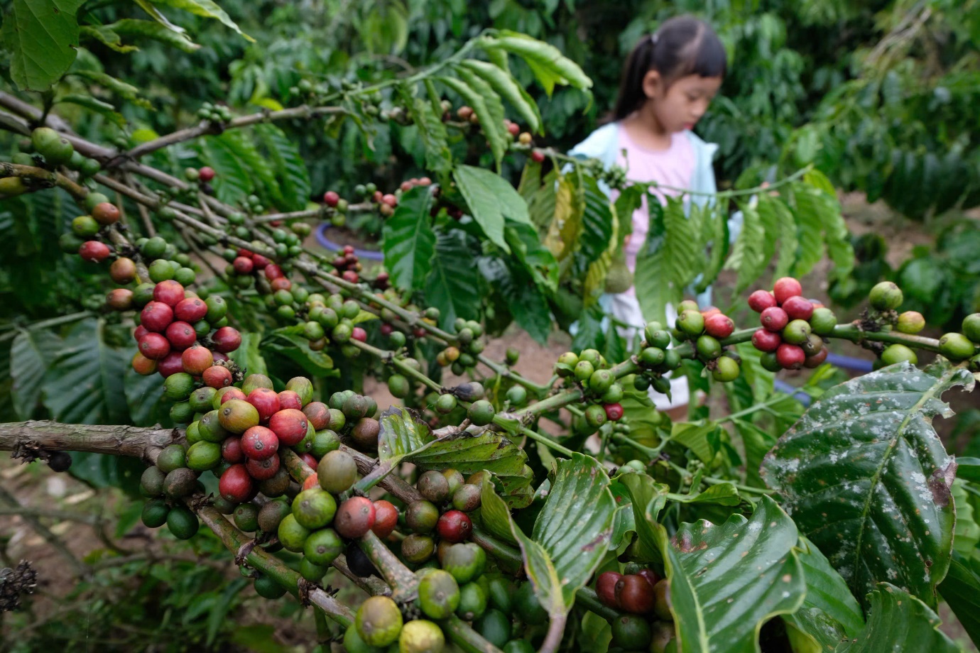 Khám phá “chuẩn hoa hậu” của Robusta - Ảnh 4.
