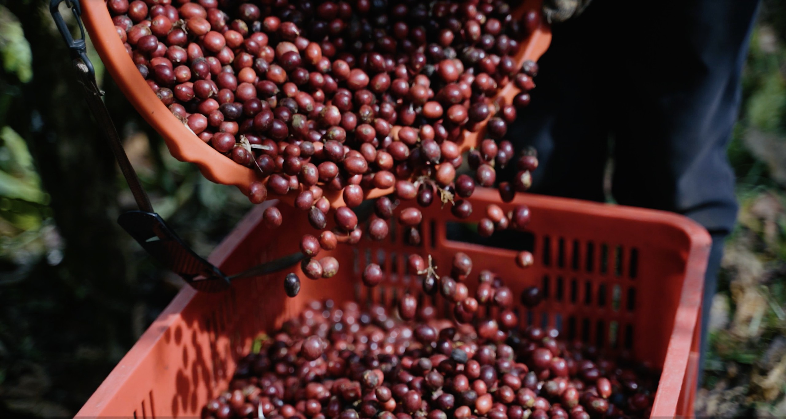  Làm sao để Robusta trở thành ‘Fine Robusta’?  - Ảnh 3.