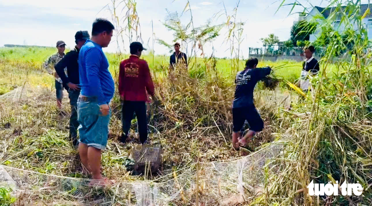 Rủ nhau đi săn chuột đồng vào mùa no lúa miền Tây - Ảnh 1.