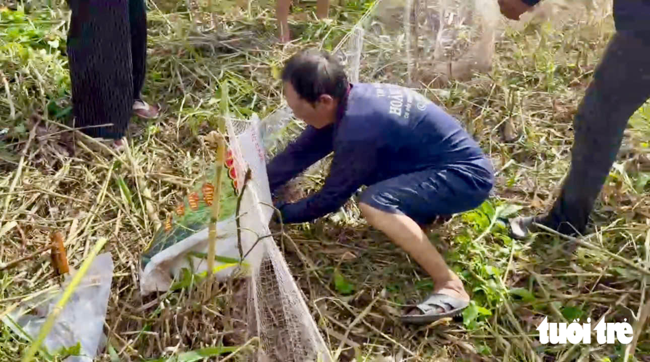 Rủ nhau đi săn chuột đồng vào mùa no lúa miền Tây - Ảnh 2.