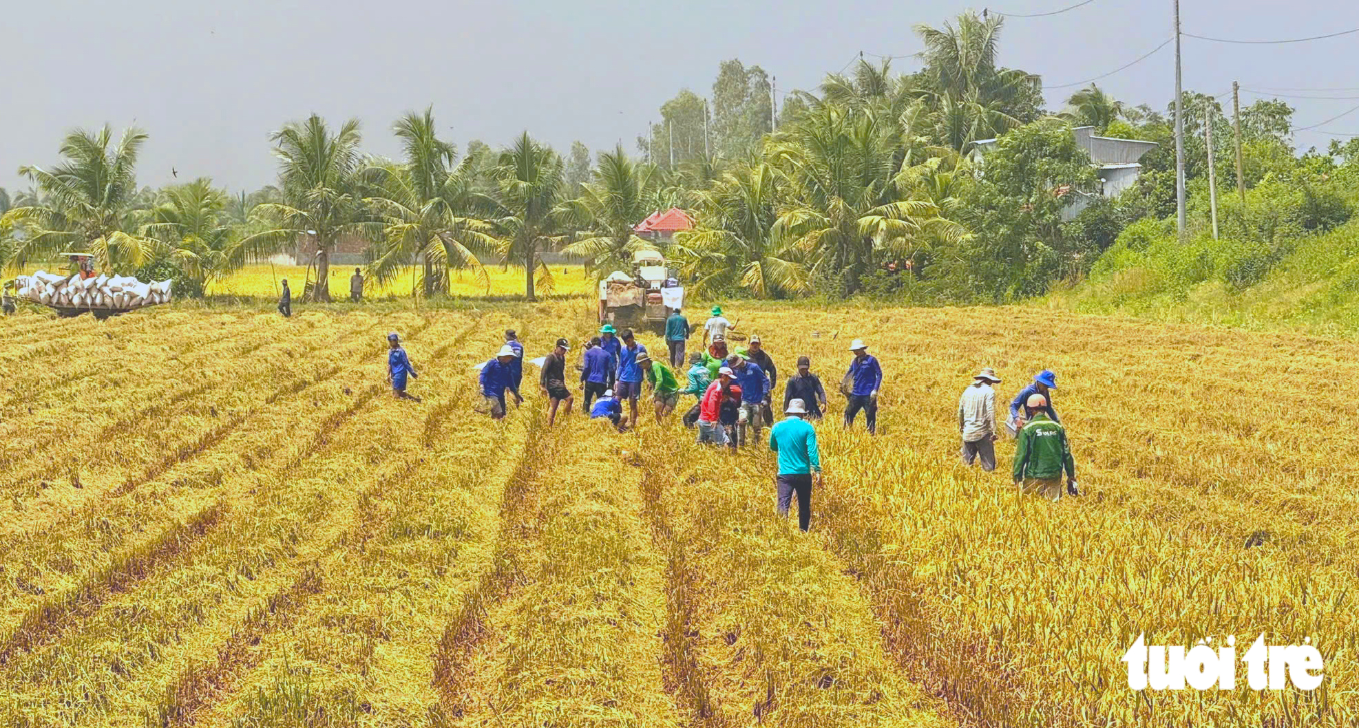 Rủ nhau đi săn chuột đồng vào mùa no lúa miền Tây - Ảnh 3.