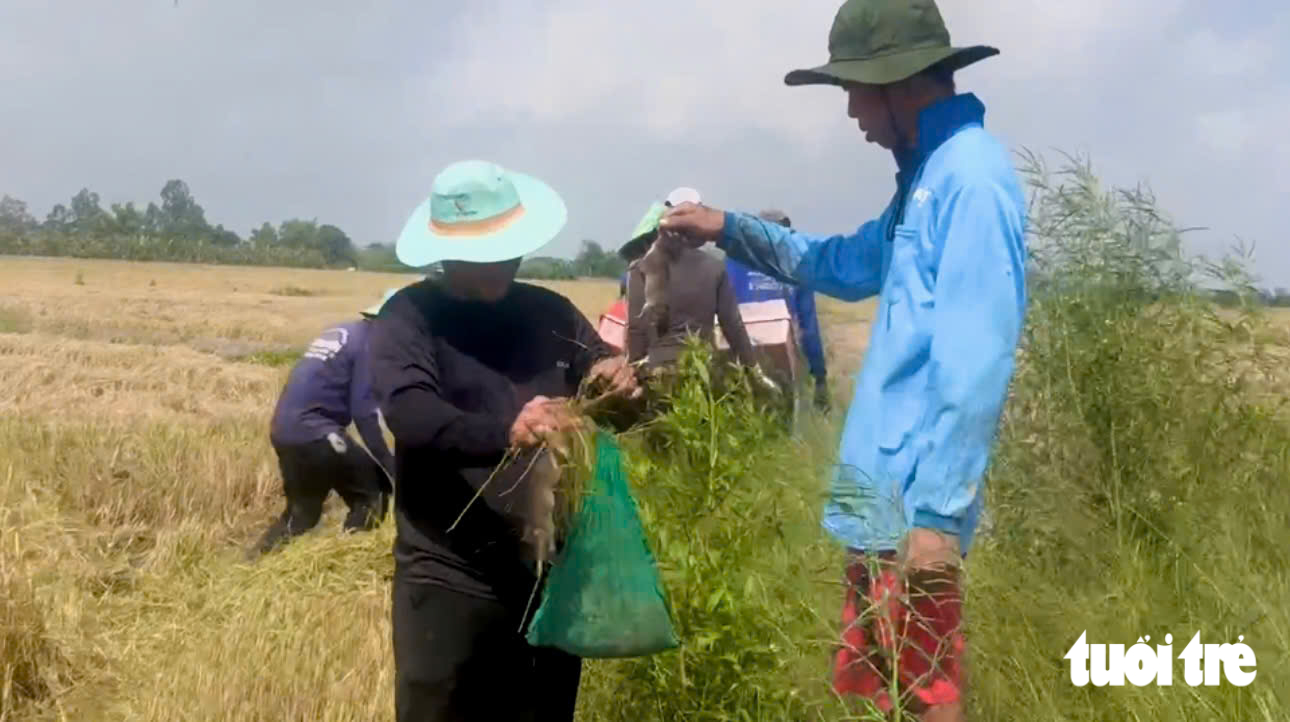 Rủ nhau đi săn chuột đồng vào mùa no lúa miền Tây - Ảnh 7.