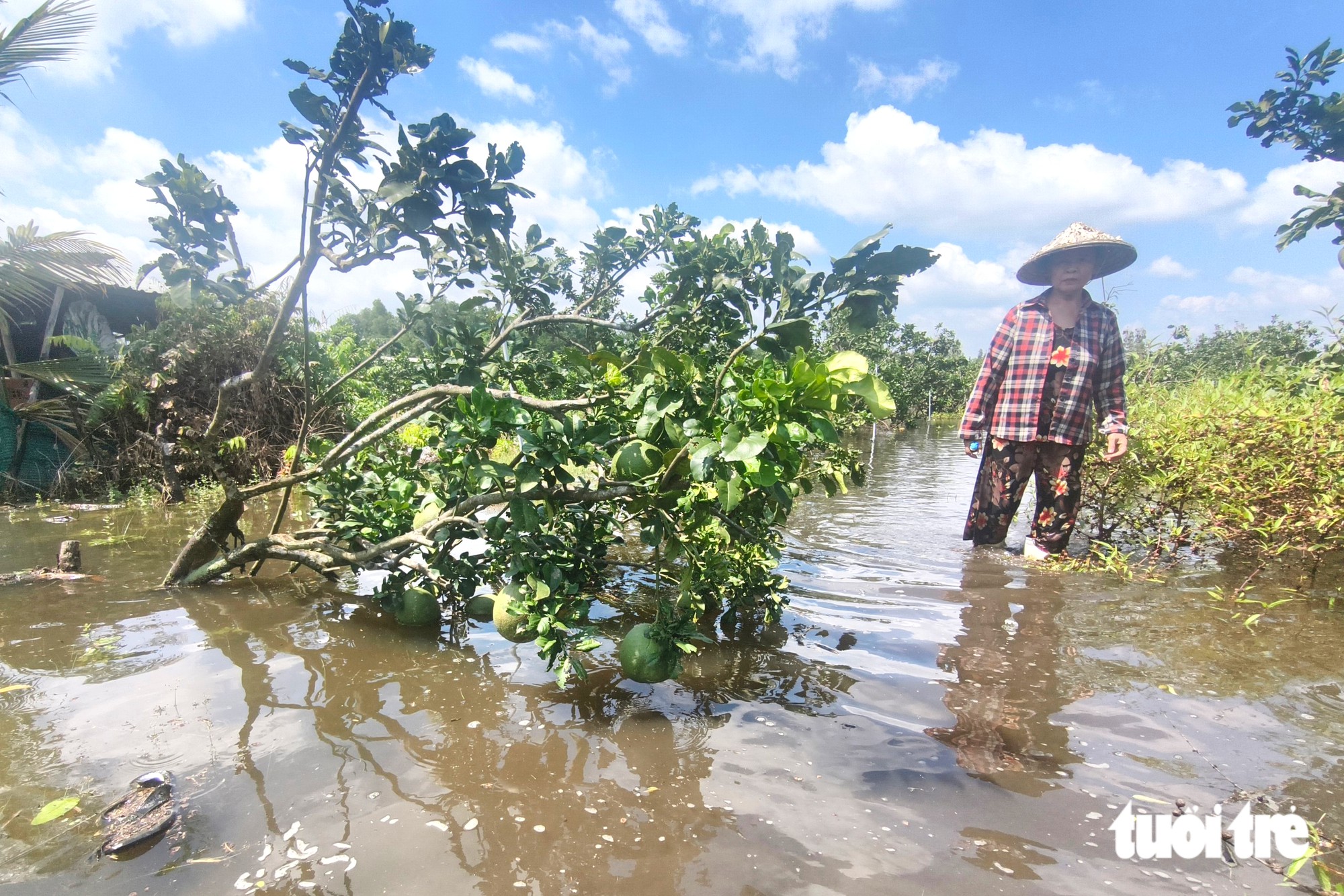 Bơm nước 'giải cứu' nhiều vườn bưởi bị ngập ở xã Tân Vĩnh Lộc, TP.HCM - Ảnh 1.