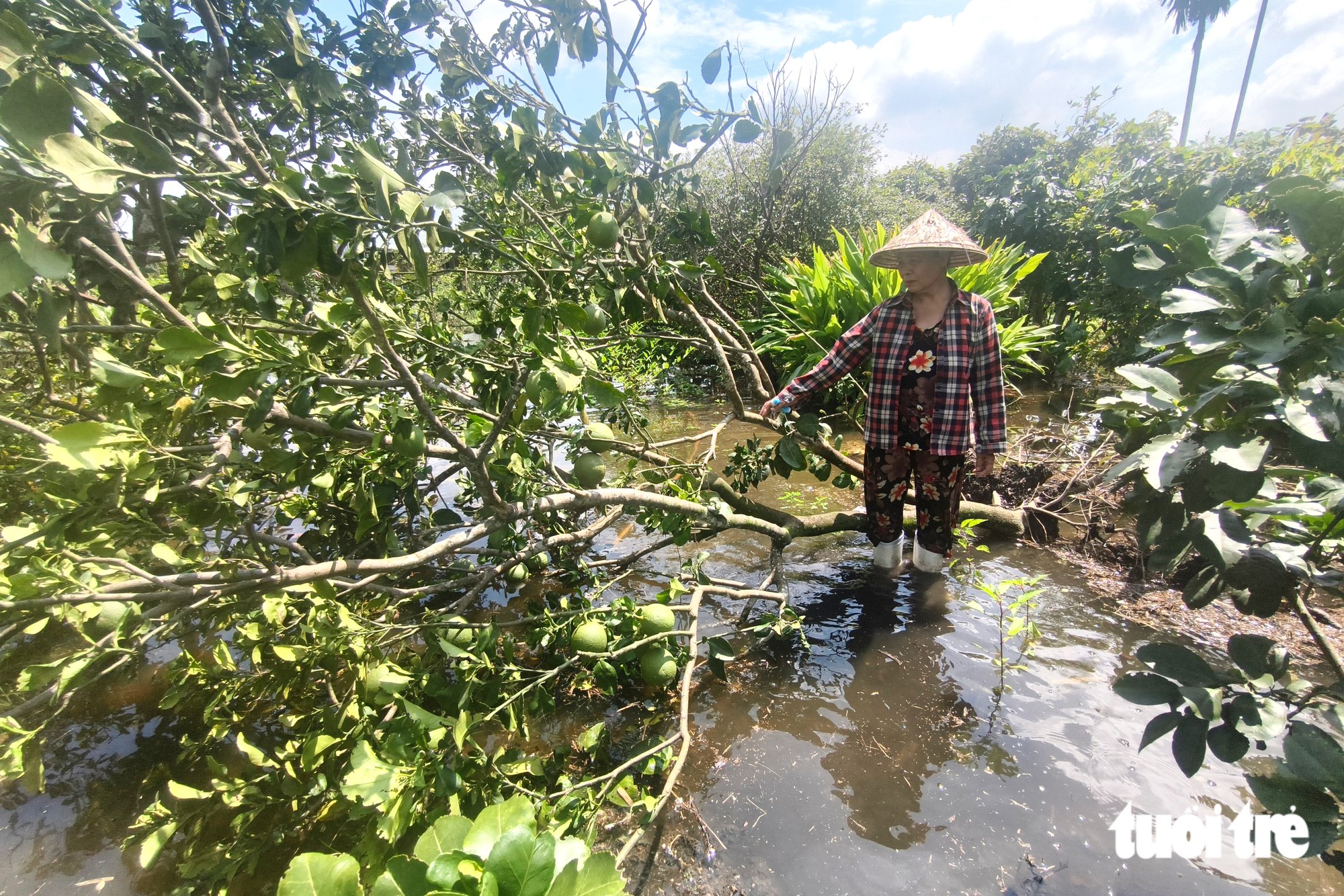 Bơm nước 'giải cứu' nhiều vườn bưởi bị ngập ở xã Tân Vĩnh Lộc, TP.HCM - Ảnh 4.