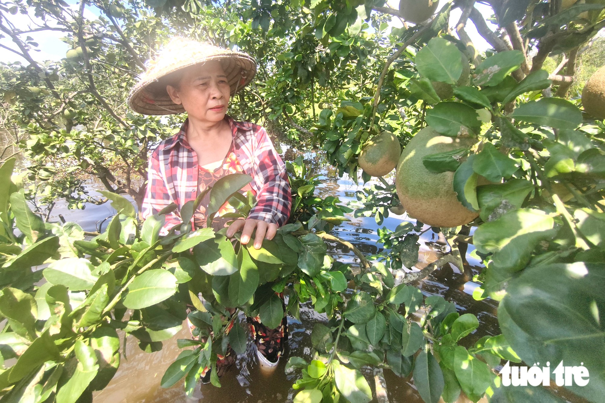 Bơm nước 'giải cứu' nhiều vườn bưởi bị ngập ở xã Tân Vĩnh Lộc, TP.HCM - Ảnh 5.