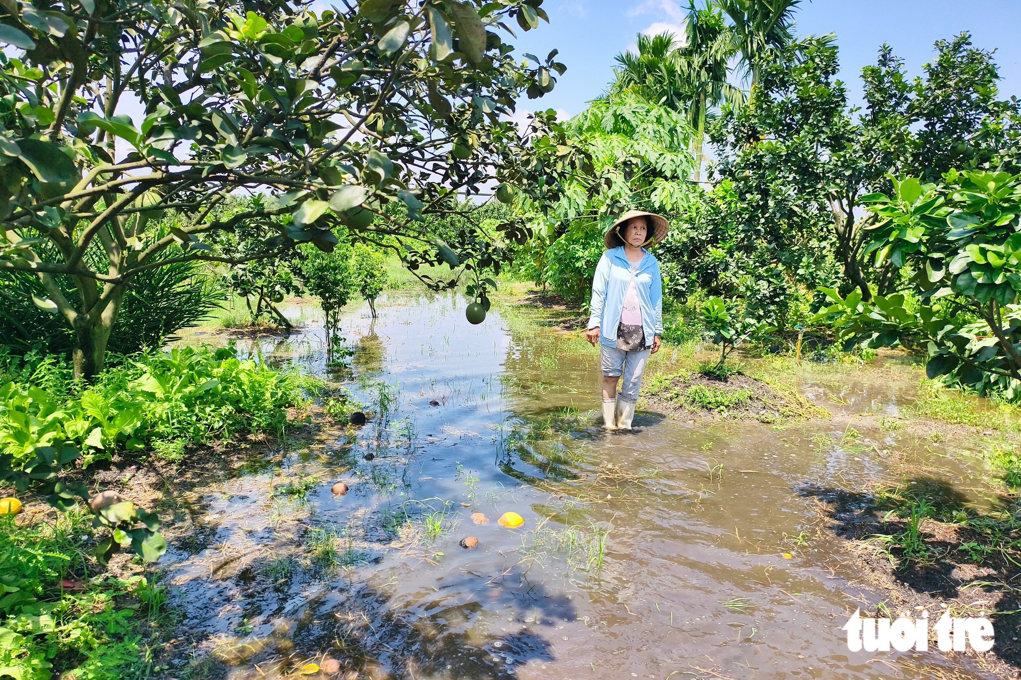 Bơm nước 'giải cứu' nhiều vườn bưởi bị ngập ở xã Tân Vĩnh Lộc, TP.HCM - Ảnh 6.