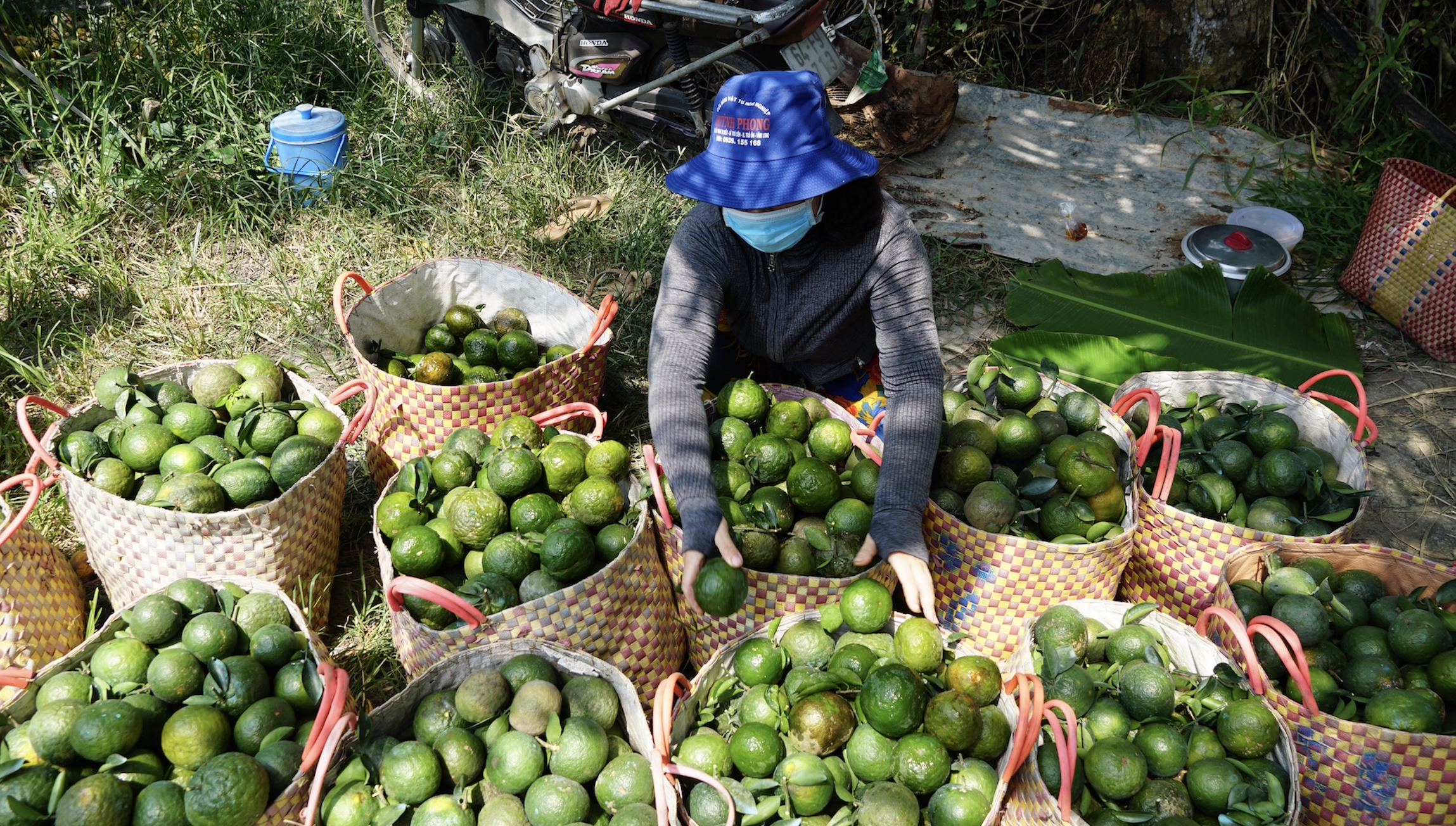 Giá cả đầu ngày: Khoai mì, cam sành đồng loạt tăng giá, người trồng phấn khởi; giá rau xanh vẫn neo cao - Ảnh 2.
