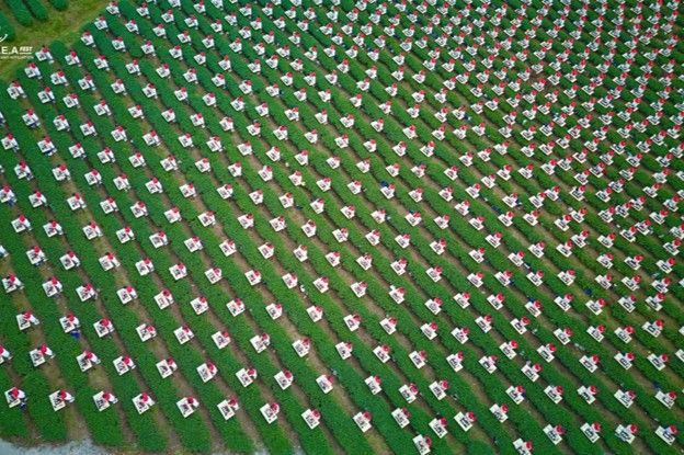 Vietnam tea company earns 2 world records from World Records Union- Ảnh 5.