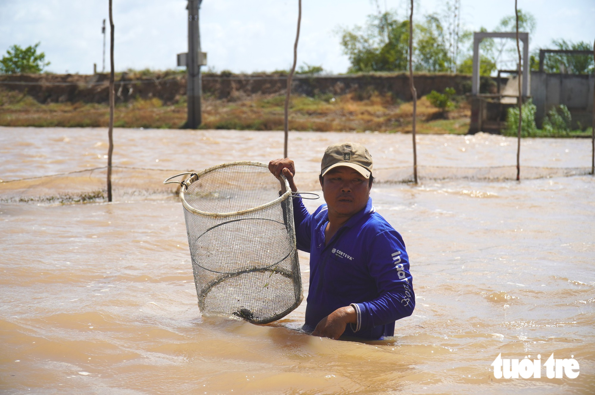 Dân miền Tây chỉ đánh bắt cá lớn, thả cá linh non về lại tự nhiên Dân miền Tây bảo tồn cá linh miền Tây thông qua lồng lược độc đáo - Ảnh 1.