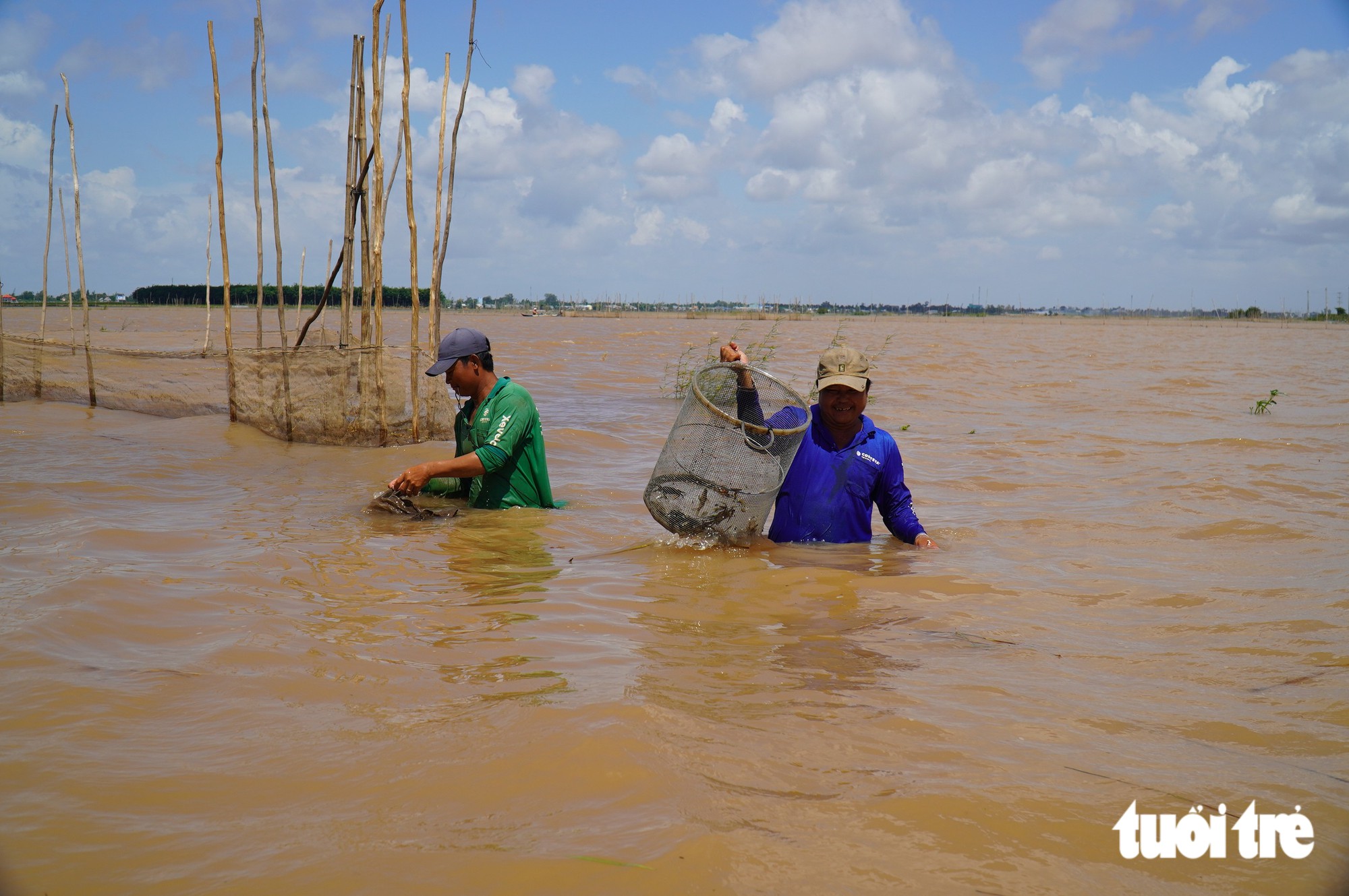 Dân miền Tây chỉ đánh bắt cá lớn, thả cá linh non về lại tự nhiên Dân miền Tây bảo tồn cá linh miền Tây thông qua lồng lược độc đáo - Ảnh 2.