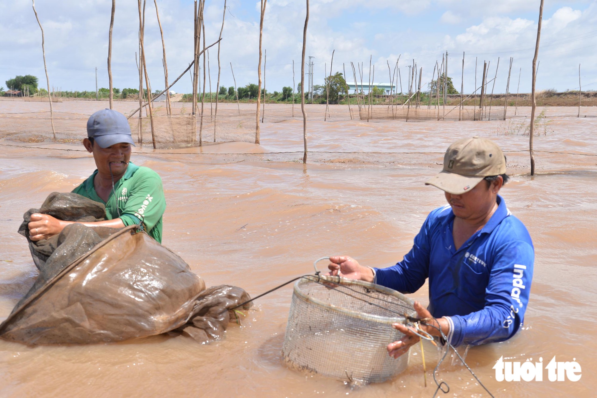 Dân miền Tây chỉ đánh bắt cá lớn, thả cá linh non về lại tự nhiên Dân miền Tây bảo tồn cá linh miền Tây thông qua lồng lược độc đáo - Ảnh 3.