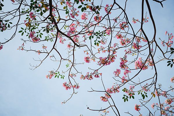 Dậy sớm, ra phố ngắm hoa kèn hồng