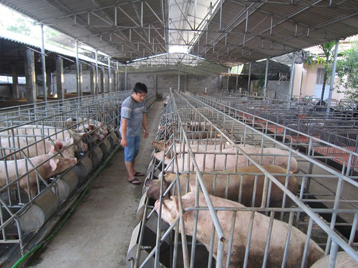 TP.HCM hướng tới thành trung tâm dịch vụ, chuyển giao công nghệ chăn nuôi - thú y của khu vực