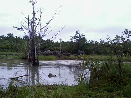 Xung đột voi - người