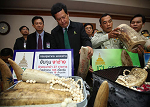 Người Việt buôn lậu ngà voi, giấu cá trong túi quần