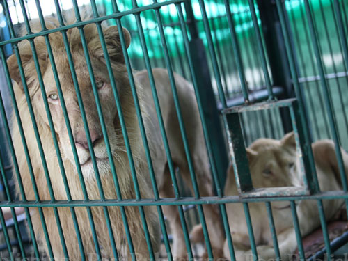 Sư tử trắng, rùa, khỉ... “lạc” giữa Bangkok