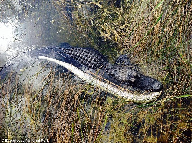 C&aacute; sấu Mỹ ngấu nghiến đối thủ. Ảnh: Daily Mail
