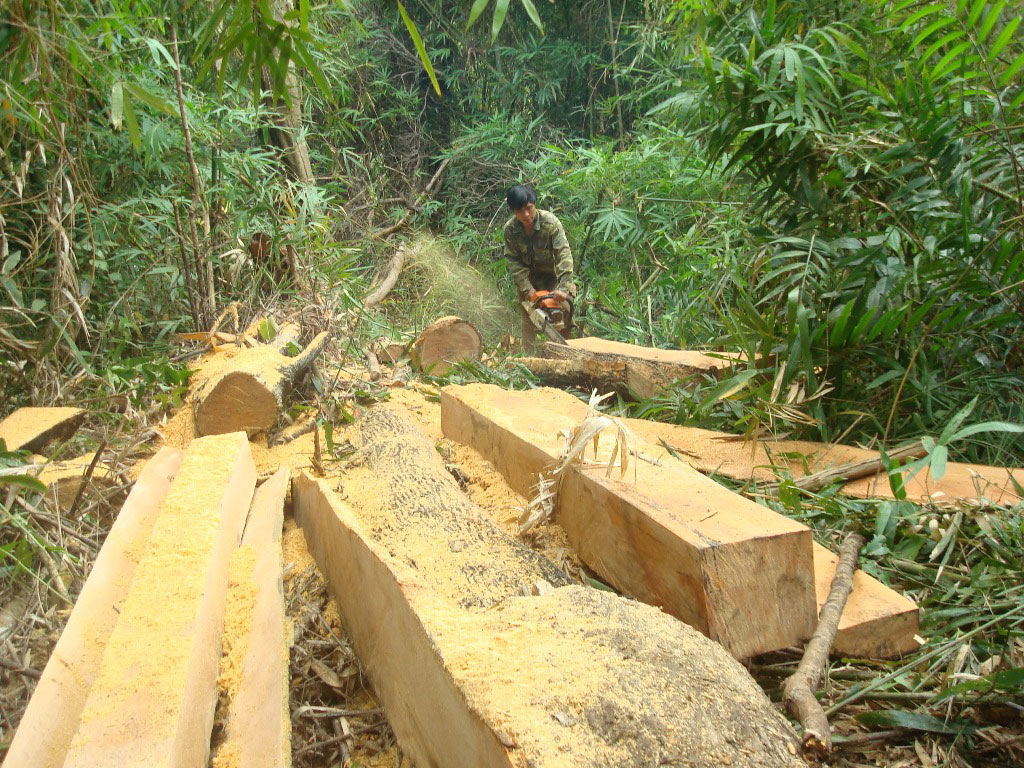Lâm tặc ngang nhiên khai thác gỗ trong lâm phần của một công ty lâm nghiệp ở tỉnh Đắk Nông
Ảnh: Cao Nguyên