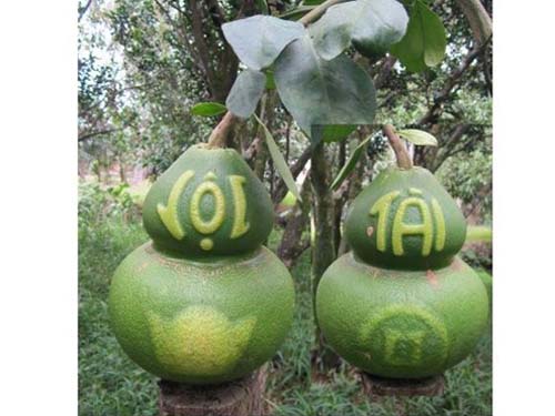 Chưa Tết, bưởi hồ lô đã “cháy” hàng