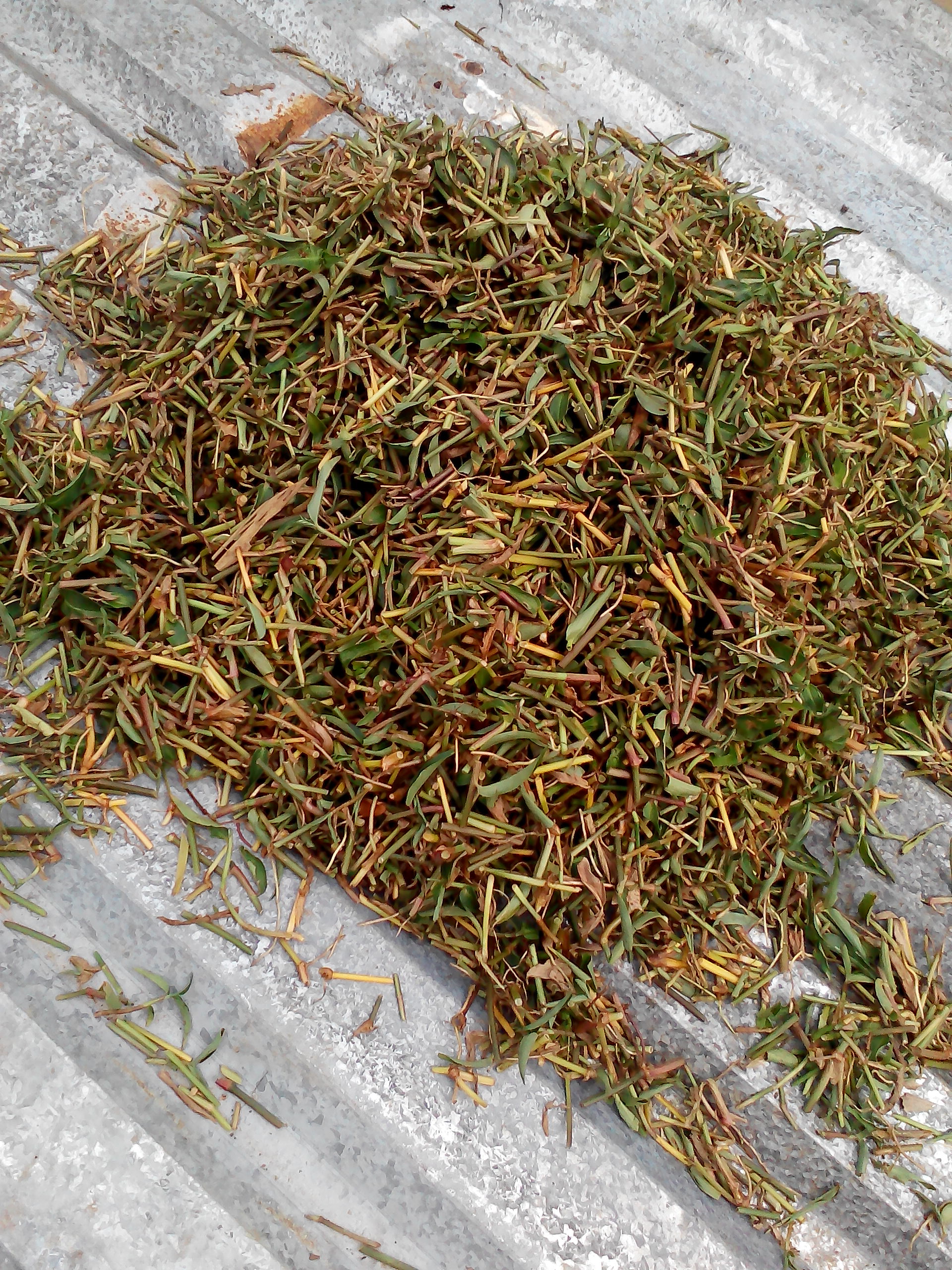 Rau heo ăn chữa... b&aacute;ch bệnh của th&aacute;nh b&agrave;
