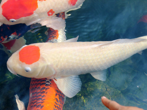 C&aacute; Koi tr&ecirc;n đầu c&oacute; biểu tượng l&aacute; cờ Nhật Bản, k&iacute;ch thước d&agrave;i khoảng 80 cm c&oacute; gi&aacute; tr&ecirc;n 200 triệu đồng.
