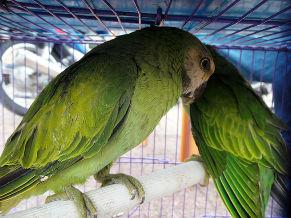 Đại gia Sài Gòn chi trăm triệu để “săn” chim cảnh