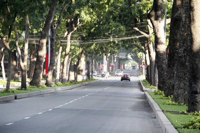 Đường T&ocirc;n Đức Thắng (quận 1) sẽ c&oacute; 84 c&acirc;y cổ thụ bị đốn hạ v&agrave; 37 c&acirc;y được di dời tr&ecirc;n tổng số 260 c&acirc;y cổ thụ c&oacute; tuổi đời h&agrave;ng trăm năm tr&ecirc;n tuyến đường n&agrave;y.