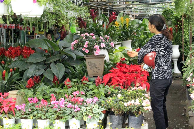 Kh&aacute;ch h&agrave;ng lựa chọn mua cầy kiểng tr&ecirc;n đường Phạm Văn Chi&ecirc;u (quận G&ograve; Vấp).