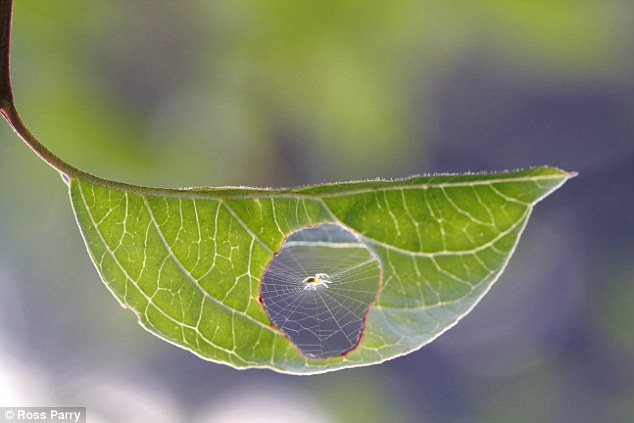 The tiny spider pictured as it goes about setting up home inside a leaf in Burgundy, France