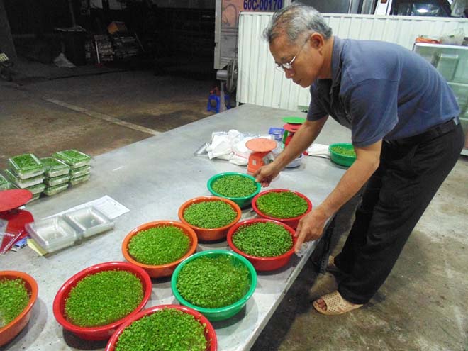 &Ocirc;ng Ho&agrave;ng Đăng Lộc (60 tuổi) b&ecirc;n những khai rau mầm của cơ sở Ho&agrave;ng Anh.